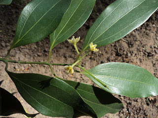 Hdom dendrology course